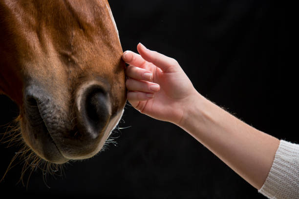 Close up of woman's hand touching horse against black background.